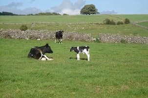 Ilustrační obrázek k Kontroly potravin