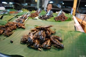 Ilustrační obrázek k Šváby sa nemôžu pridávať do potravín, EÚ povolila využívanie len konkrétnych druhov hmyzu, pričom musia byť zrozumiteľne označené