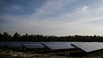 Ilustrační obrázek k Za masakr zvířat v Portugalsku můžou španělští lovci, ne Evropská unie