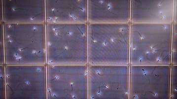 Ilustrační obrázek k Očkování proti covidu-19 neohrožuje mužskou plodnost. Tvrzení německého patologa jsou nepodložená