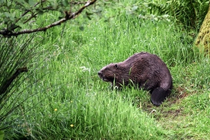 Ilustrační obrázek k Příspěvek šíří nepřesné informace o nebezpečných látkách v potravinách