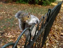 Ilustrační obrázek k Stabilita vládní většiny? - Miroslava Němcová, Karel Schwarzenberg vs. Radek John, Bohuslav Sobotka