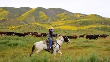 Ilustrační obrázek k Americký ranč kupuje rodinná americká firma, nikoliv Volodymyr Zelenskyj