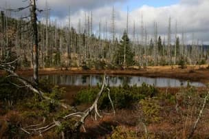 Ilustrační obrázek k Mordor na Šumavě #vyrokdne